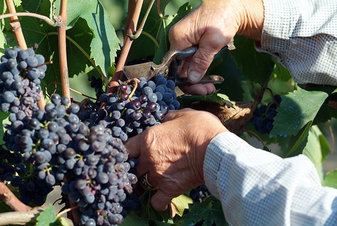 Vineyard tour