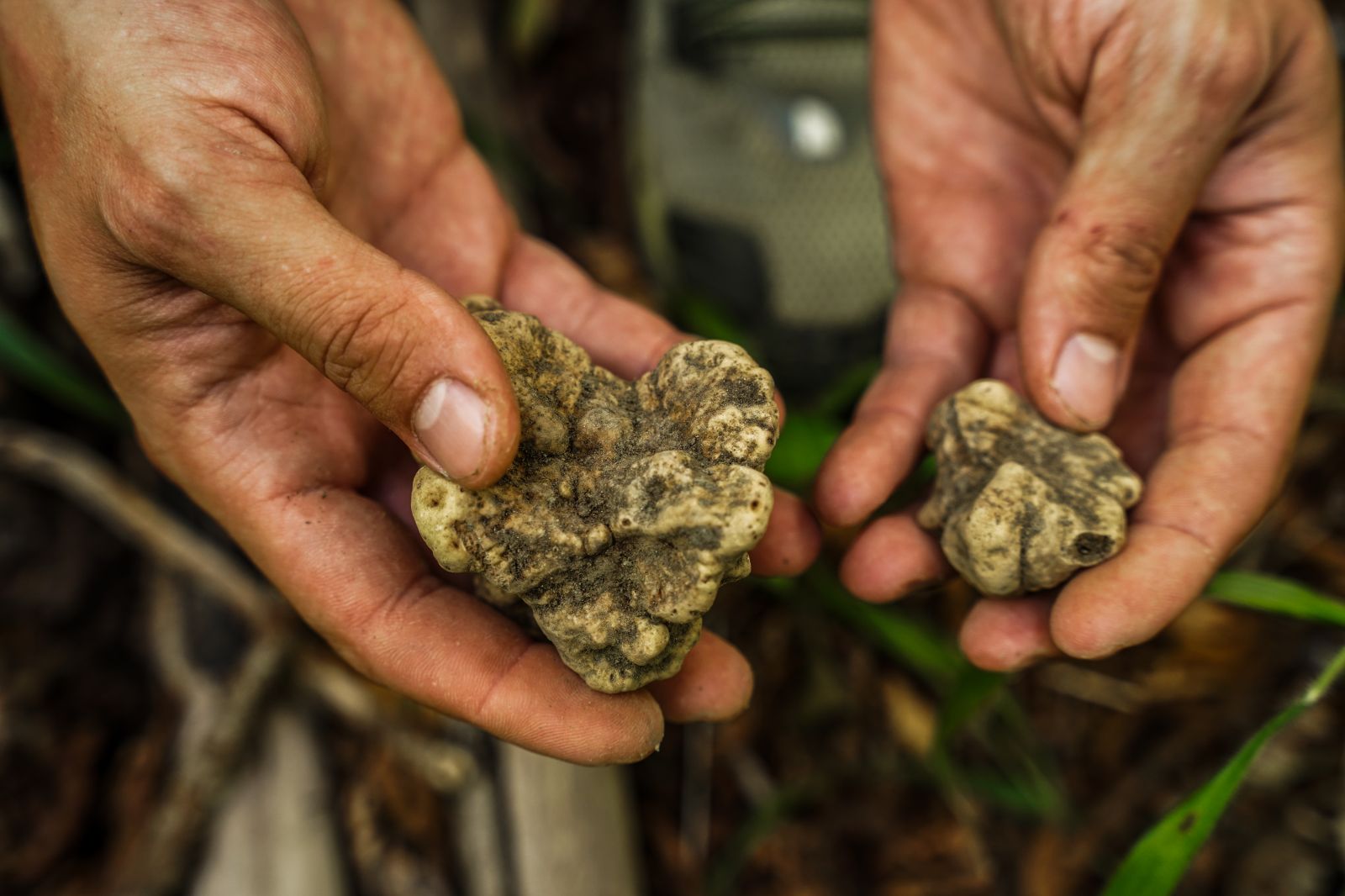 Truffle Hunting in Tuscany – Authentic Chianti Forest Experience