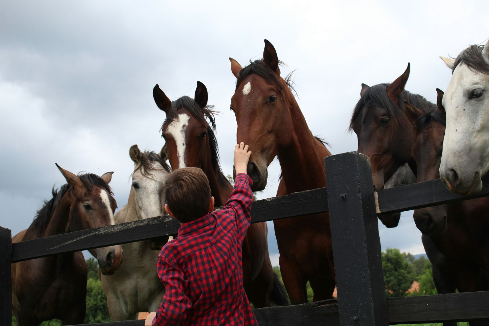 A Day at the Stables